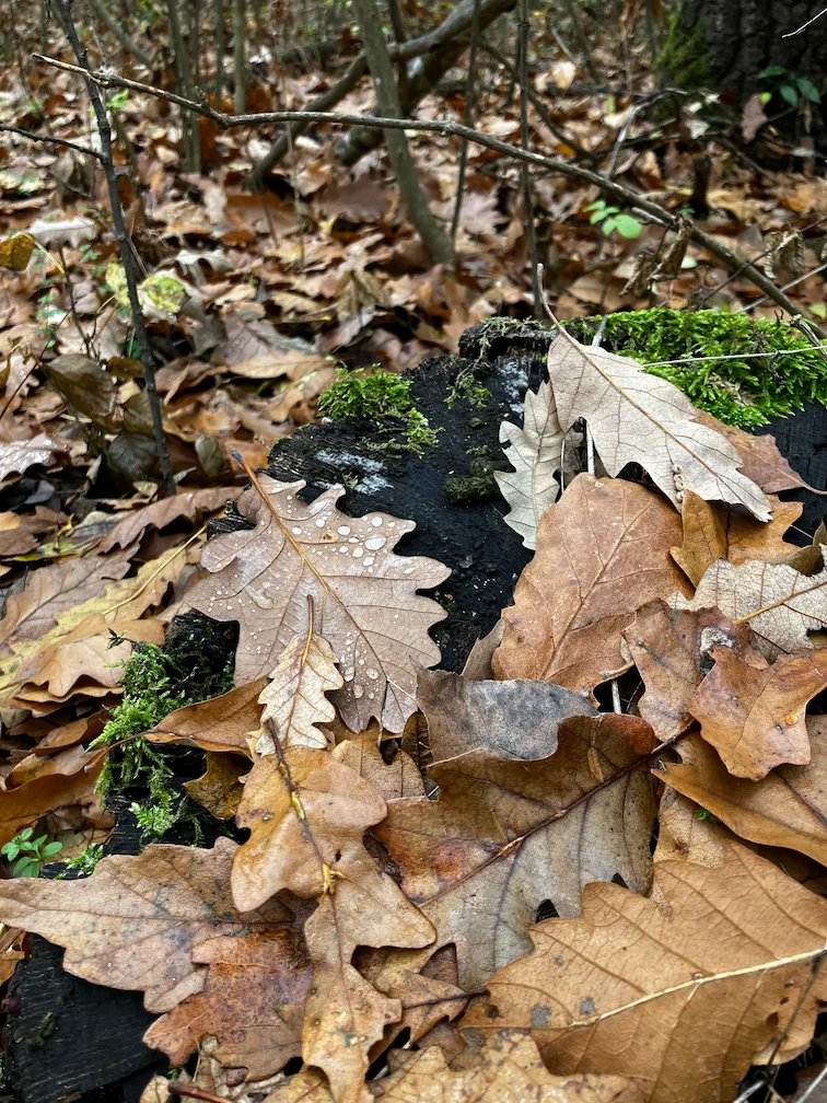 vertes-november-oszi-erdo